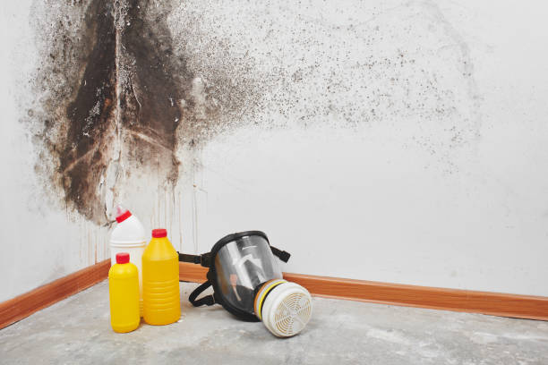 Best Fast Mold Removal  in North Liberty, IA