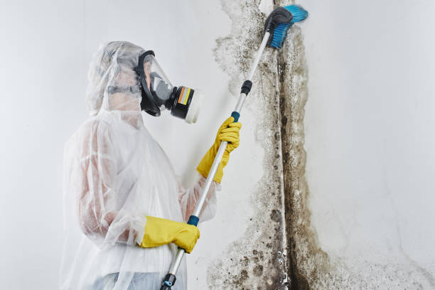 Best Crawl Space Mold Removal  in North Liberty, IA