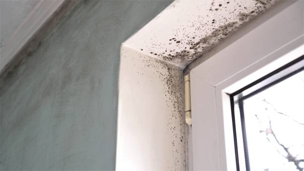 Best Mold Testing  in North Liberty, IA