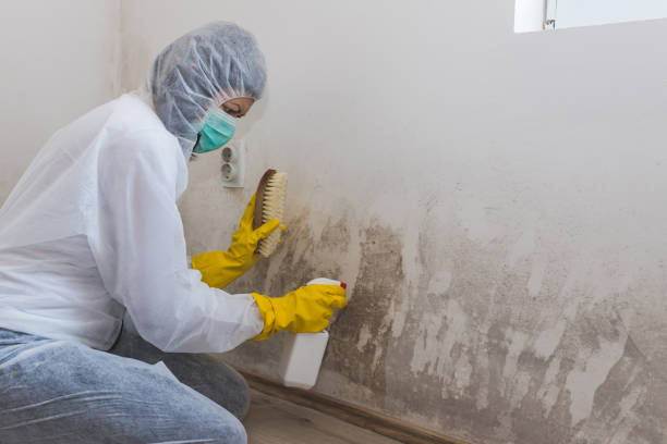 Best Home Mold Removal  in North Liberty, IA