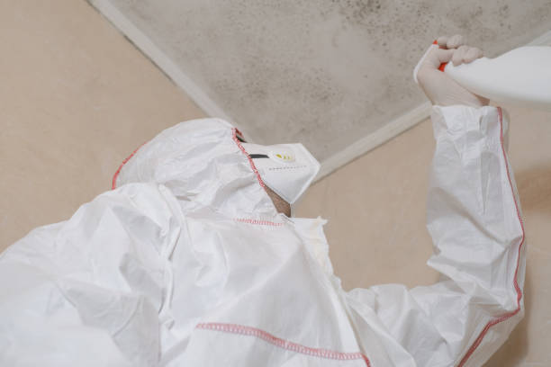 Best Black Mold Removal  in North Liberty, IA