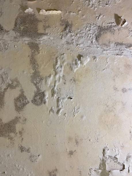 Home Mold Removal in North Liberty, IA