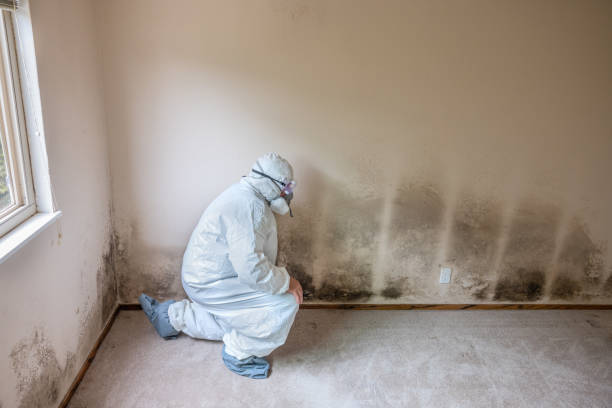 Best Certified Mold Removal  in North Liberty, IA