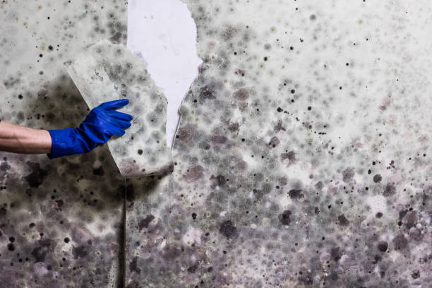 Best Office Mold Removal Services  in North Liberty, IA