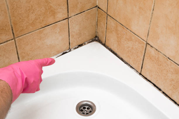 Best Same-Day Mold Removal  in North Liberty, IA