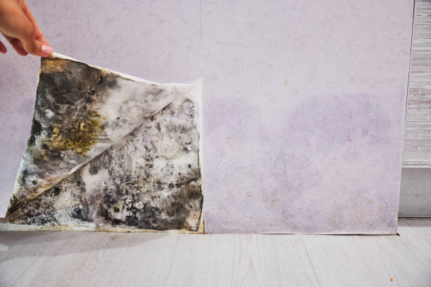 Reliable North Liberty, IA Mold Removal Solutions